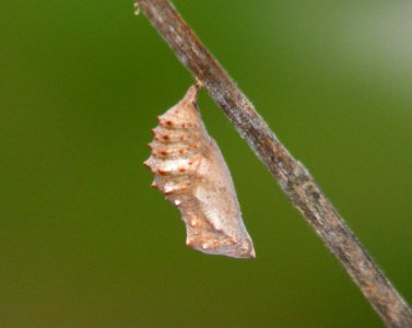 Gray Pansy Junonia atlites photo