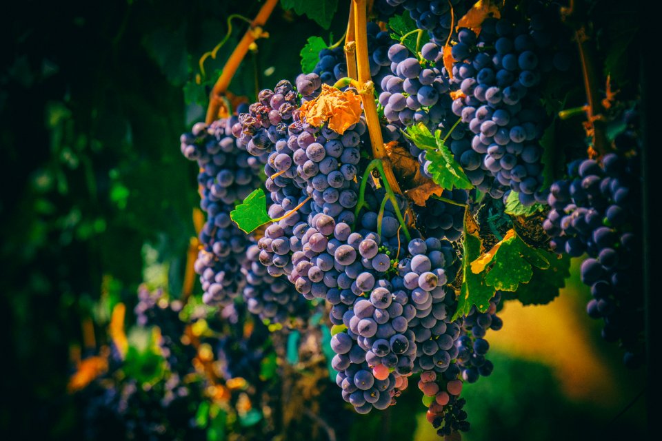 The Grape Wall of Temecula
