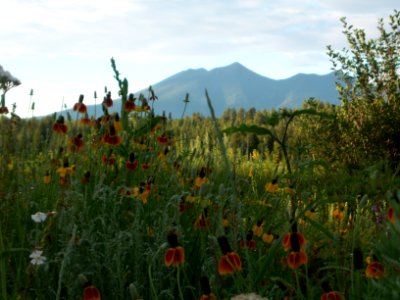 The Arboretum at Flagstaff