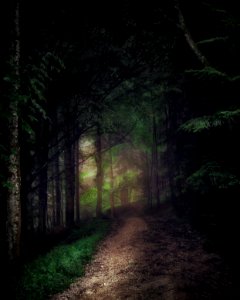 Walk in the forest. photo