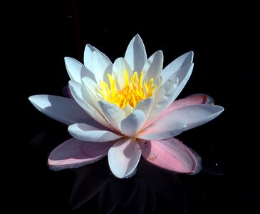 Water lily dust plant water plant
