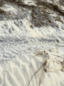 American oystercatcher one-egg nest located north of Ramp 27 on Hatteras Island photo