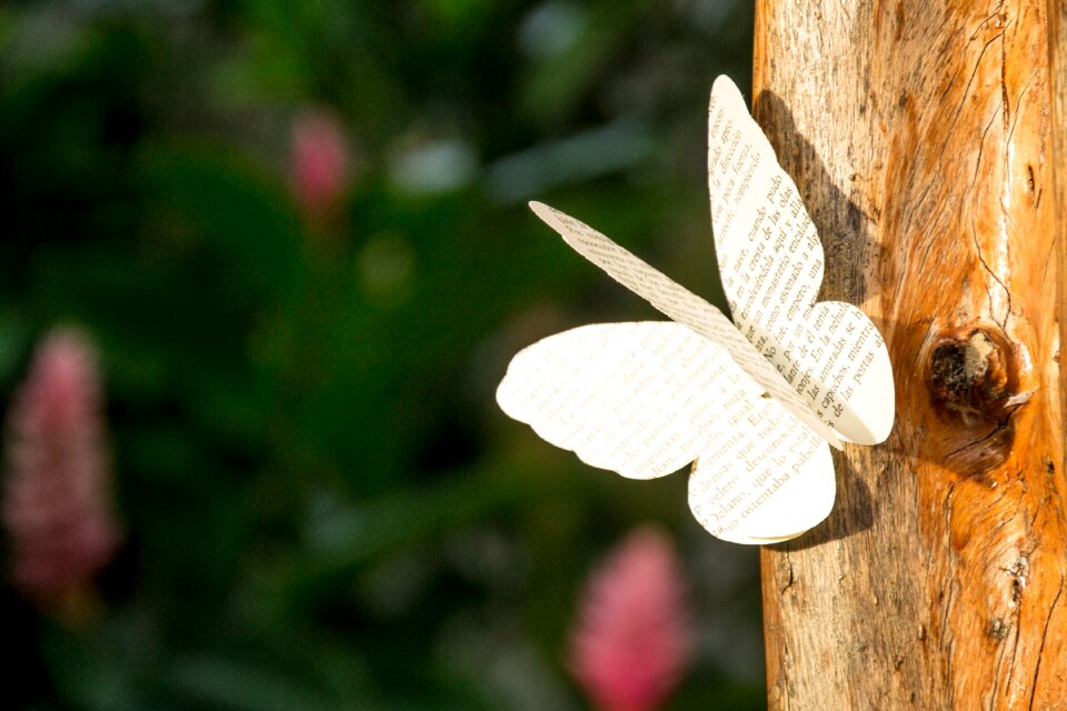 Butterfly literature tale