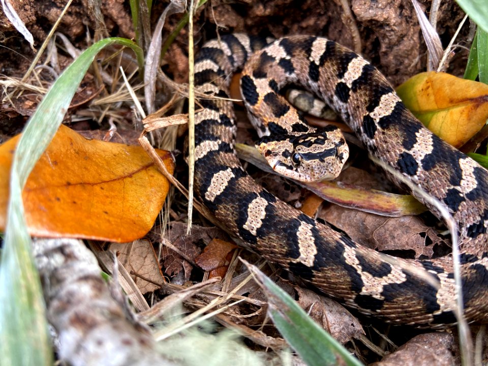 Eastern hognose snake on park property in Buxton