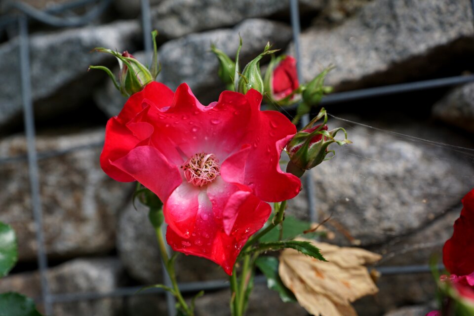 Rose nature wild rose
