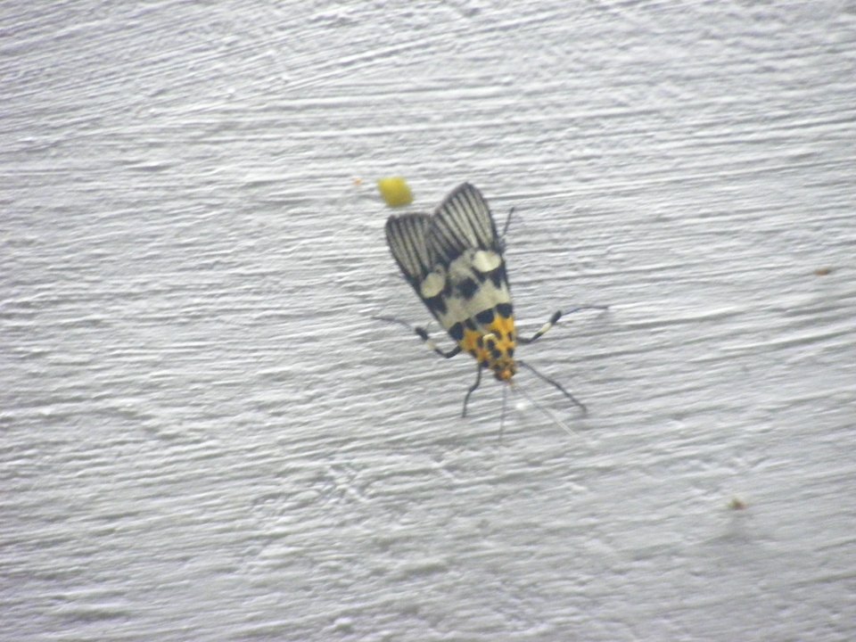 Vitessa sp. Pyralidae