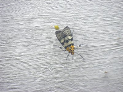 Vitessa sp. Pyralidae