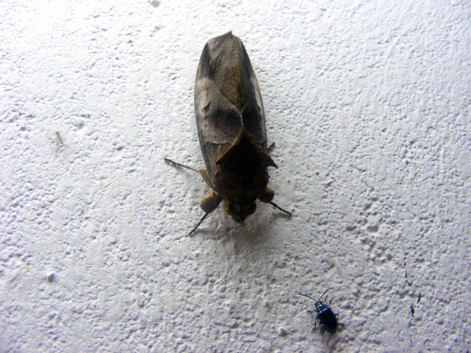 Eudocima sp., Noctuidae/Erebidae, Catocalinae