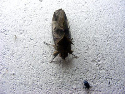 Eudocima sp., Noctuidae/Erebidae, Catocalinae