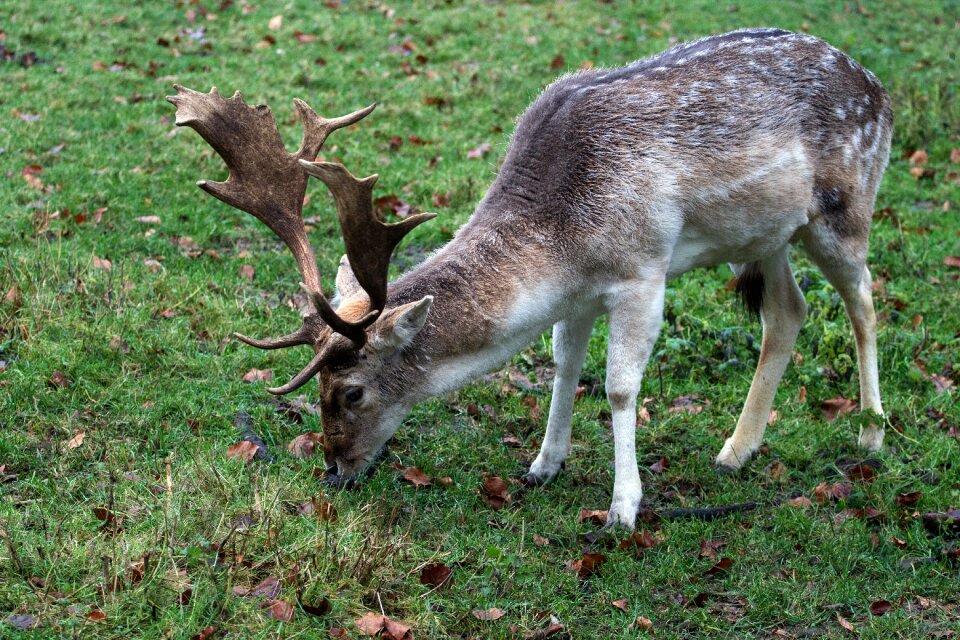 Hirsch fallow deer forest