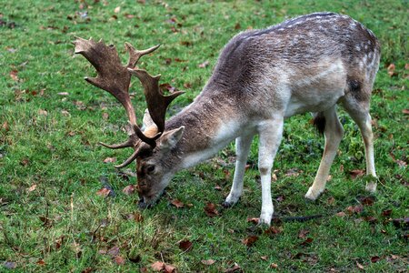 Hirsch fallow deer forest