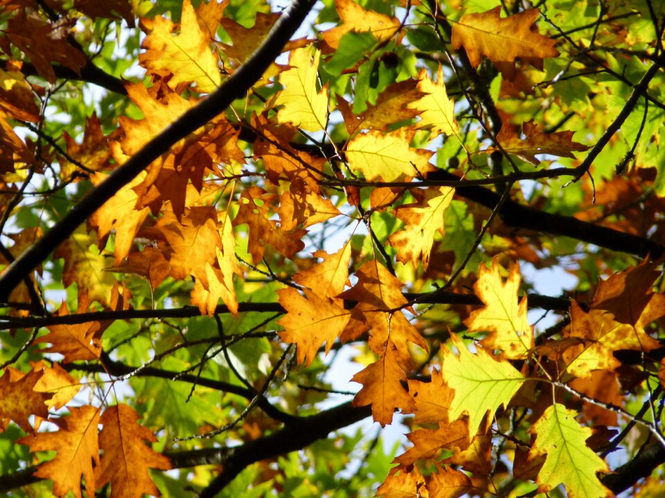 Fall foliage forest golden