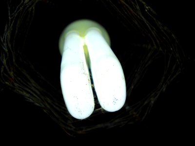 And up we'll go in white light