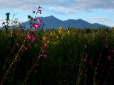 The Arboretum at Flagstaff