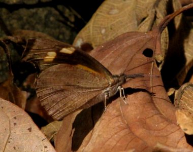 Club Beak (Libythea myrrha) photo