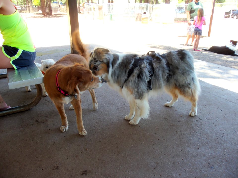 Playing at the bark park
