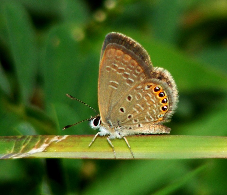 Eastern Grass Jewel (Freyeria putli)