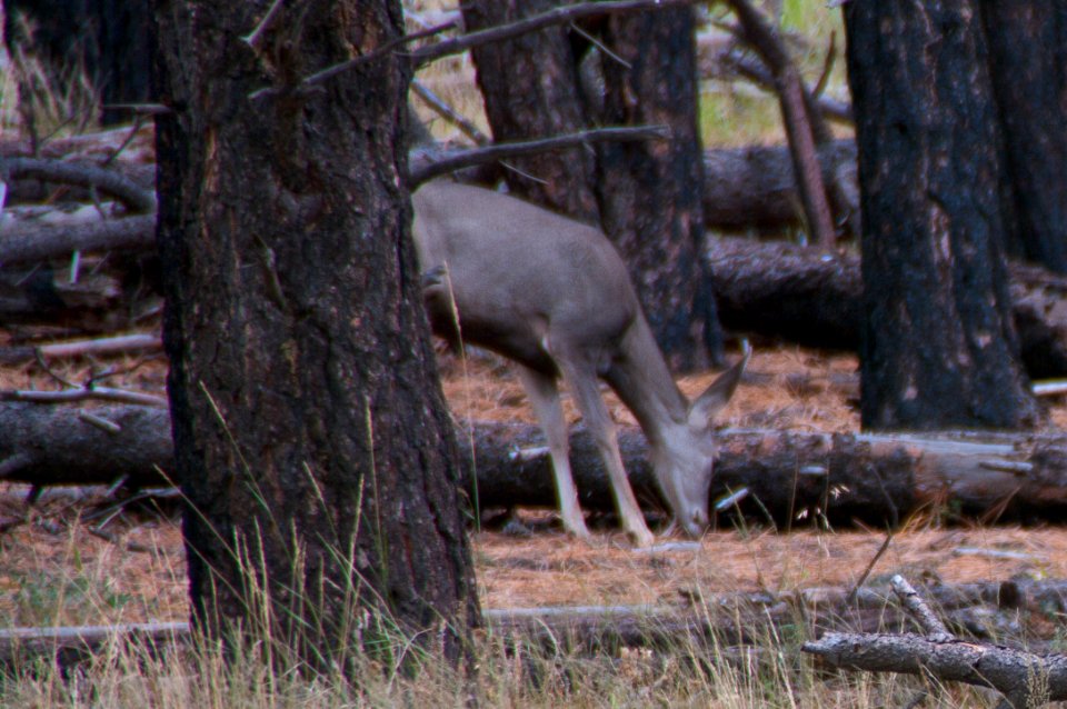 Deer