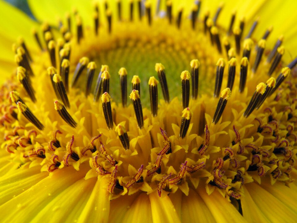 Flower yellow detail photo