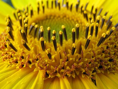 Flower yellow detail photo