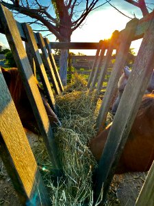 Ocracoke pony feeding 07-22-2020