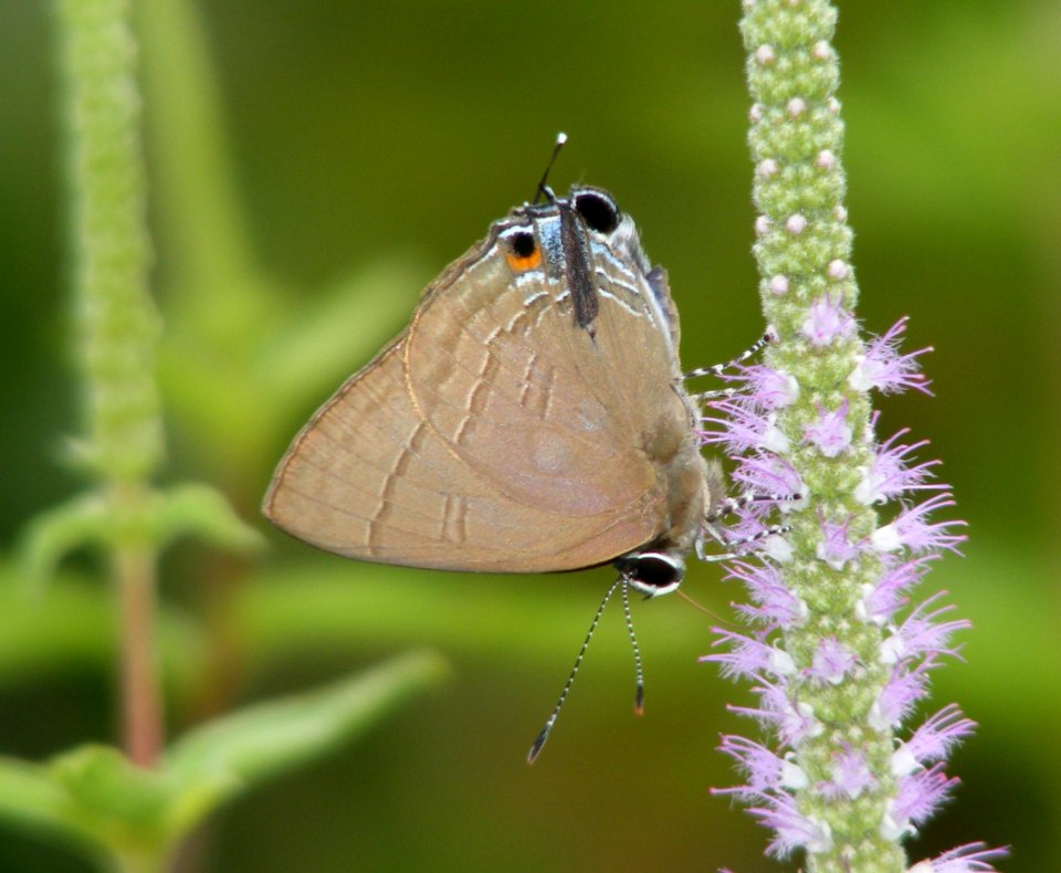 Slate Flash Rapala schistacea