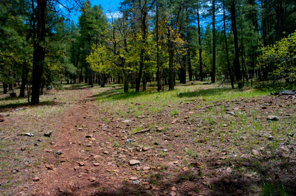 Dorsey Trail No. 7