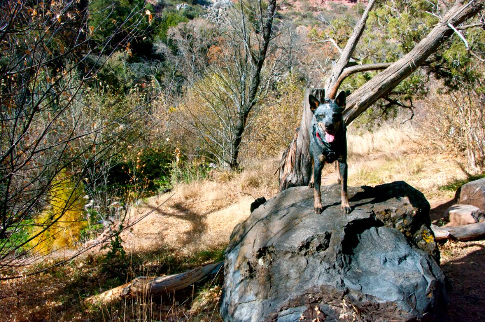 Fossil Springs Wilderness: Springs Area