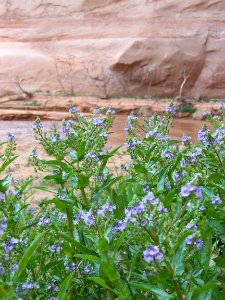 Lake Powell - Davis Gulch 2005