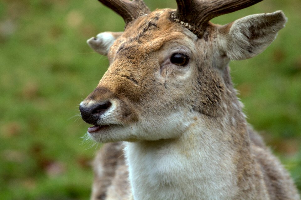 Hirsch fallow deer forest