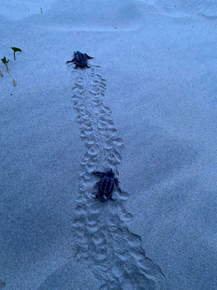 Ocracoke Island sea turtle hatchlings 07-29-2020