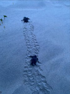 Ocracoke Island sea turtle hatchlings 07-29-2020