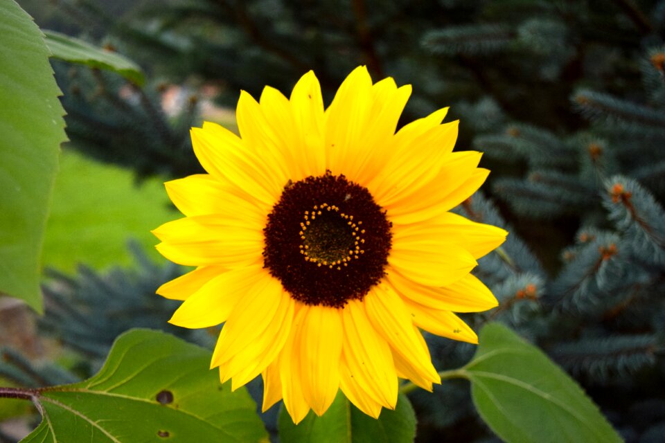 Yellow blossom bloom