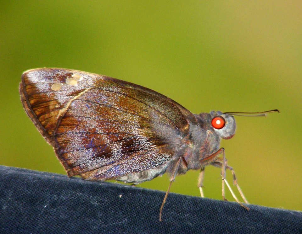 Giant Redeye (Gangara thyris)