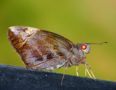 Giant Redeye (Gangara thyris)