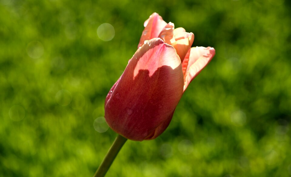Spring flower garden close up