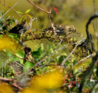Pine Siskins, another OBX winter resident, feeding and chatting near the spoil site on the north end of Ocracoke