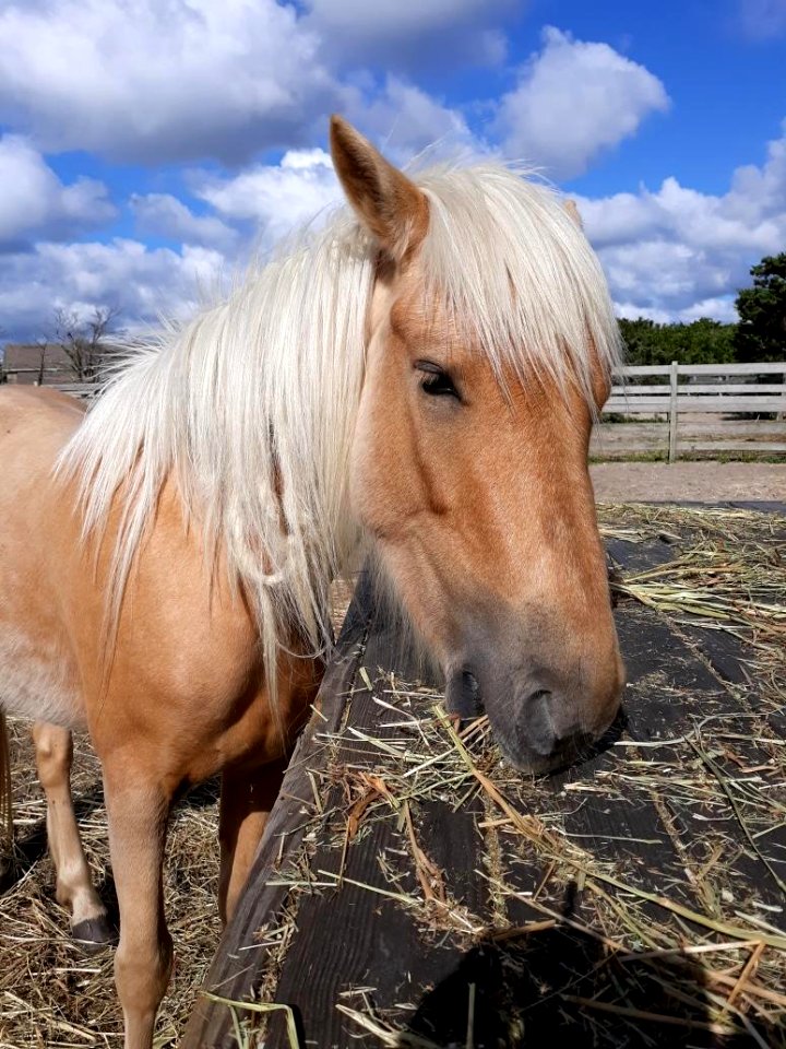 Jobelle, Ocracoke pony