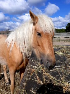 Jobelle, Ocracoke pony