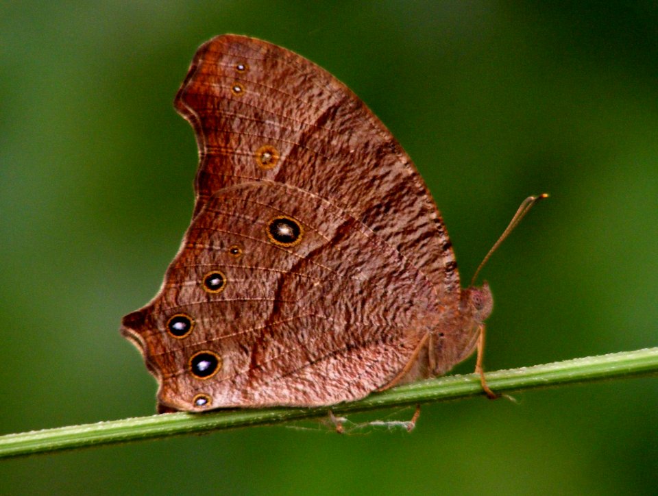 Life Cycle of Dark Evening Brown (Melanitis phedima)???