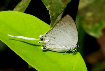 Common Imperial Cheritra freja photo