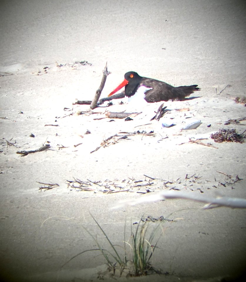 American oystercatcher incubating its nest site