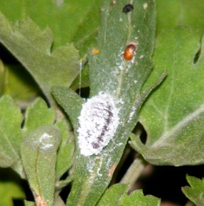 Apefly Spalgis epius larva