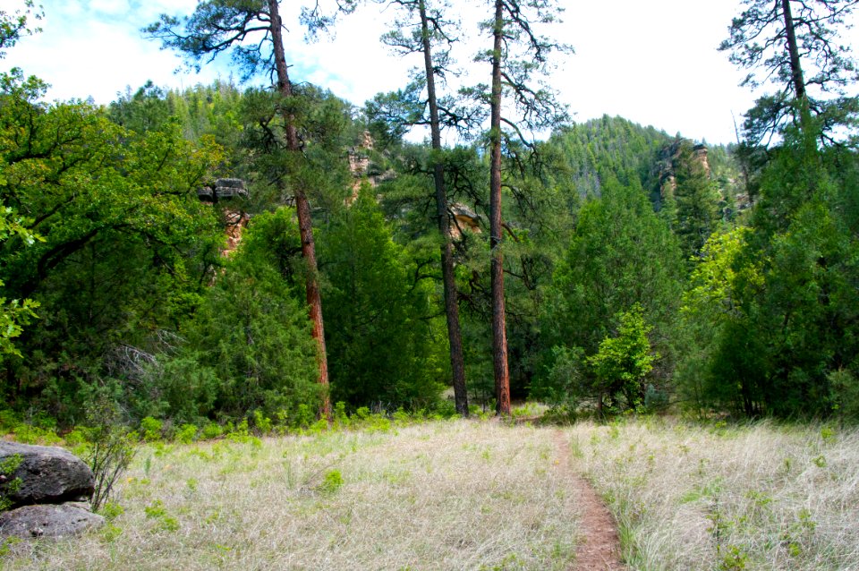 Little L.O. Trail No. 6