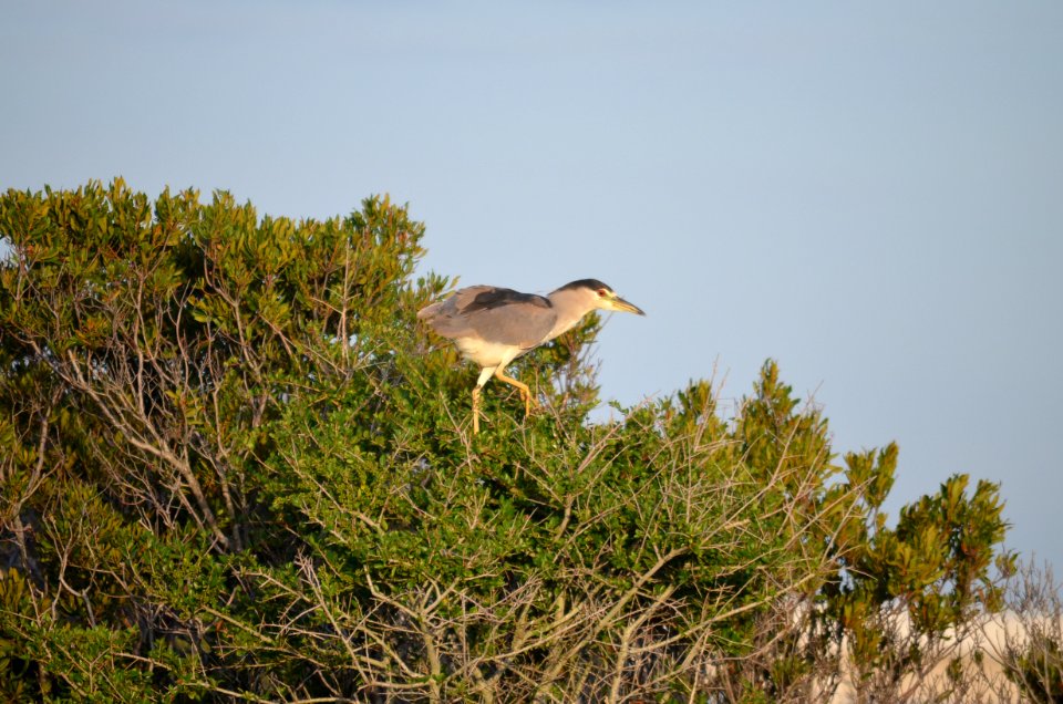 Black-crowned night heron roosting in a tree on bodie Island spit