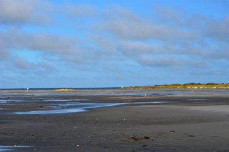 Flooding on South Point creates some prime foraging habitat for Piping Plovers photo