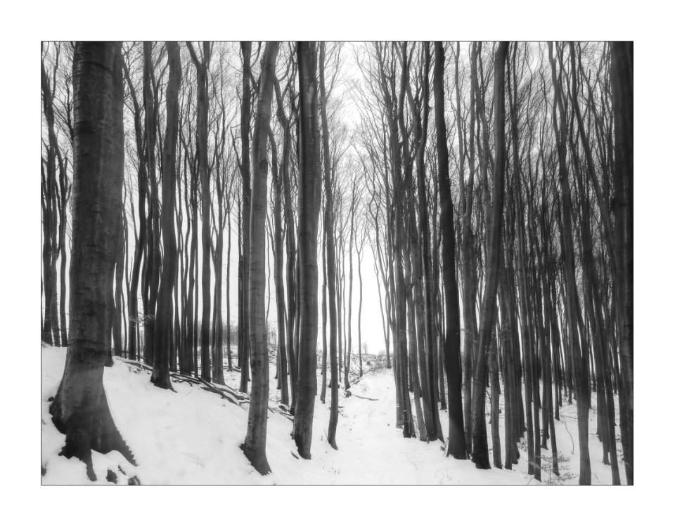Naked winter trees.