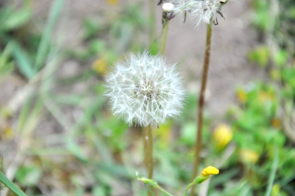 Dandelion grasses spring