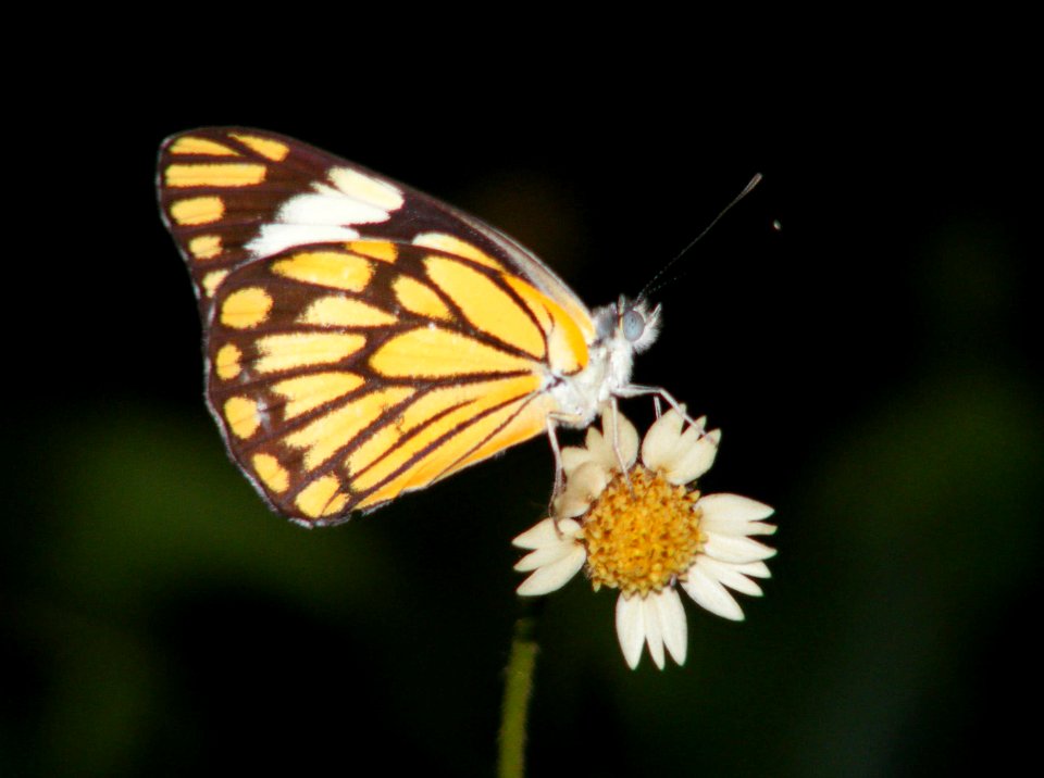 Pioneer Belenois aurota Female photo