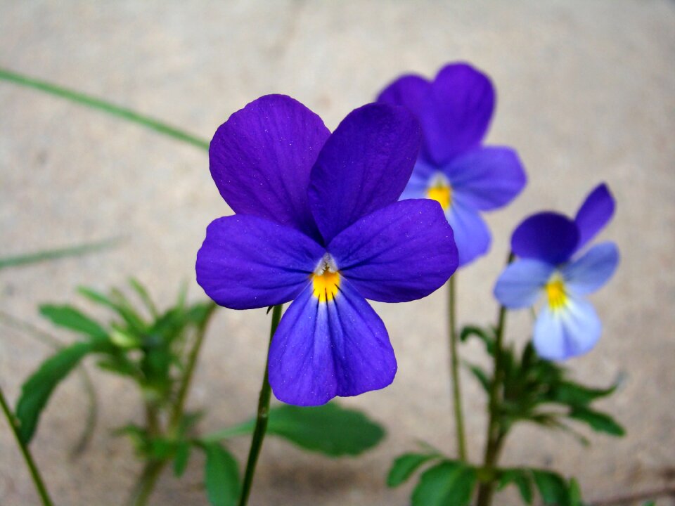 Blue summer nature